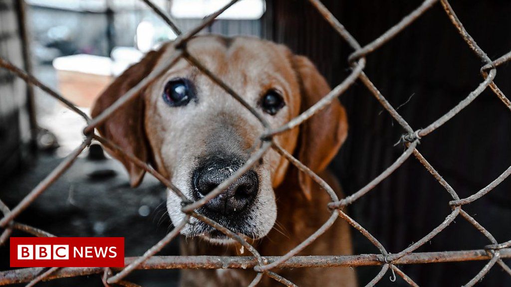 War in Ukraine: 'Pets are getting left at train stations'