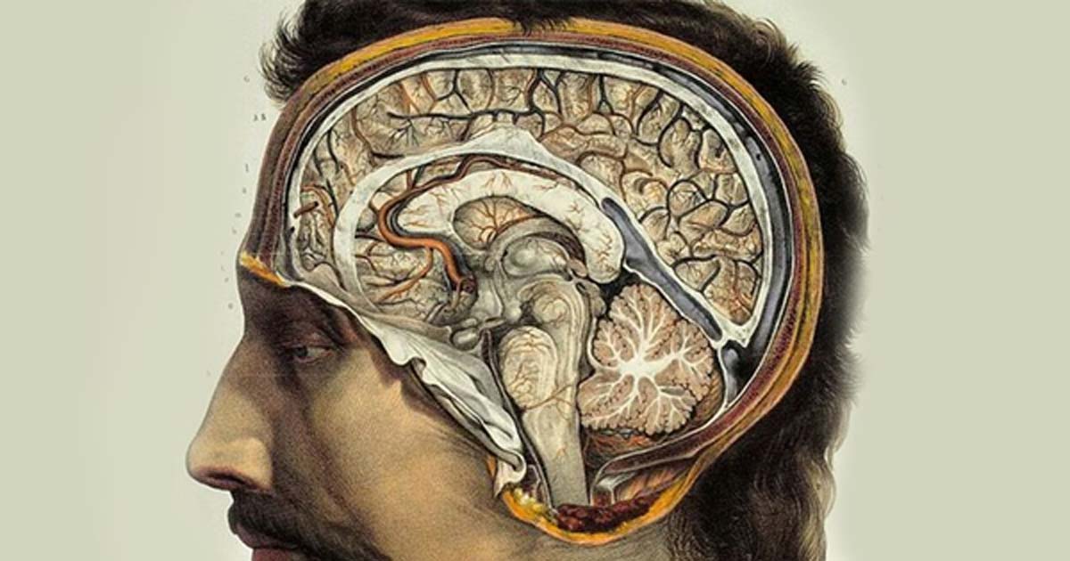 Why human brains were bigger 3,000 years ago