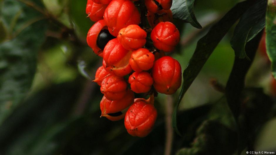 Herbal medicines that really work