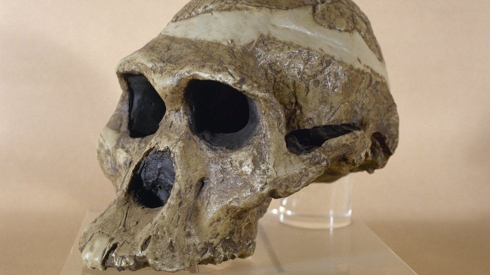 Cave woman one million years older than thought