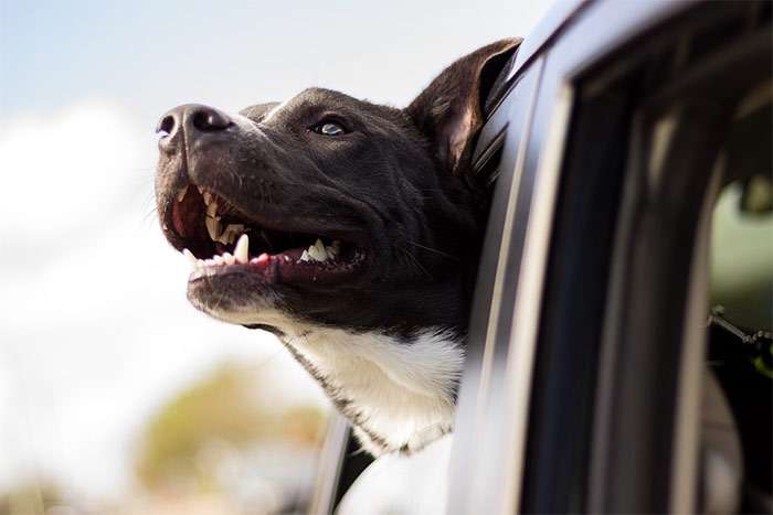 Poland reduces the list of documents for the import of animals from Ukraine