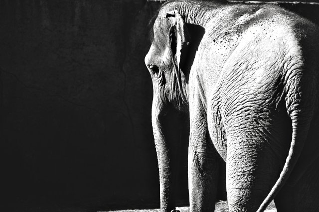 Like people: scientists have found something in common between humans and elephants