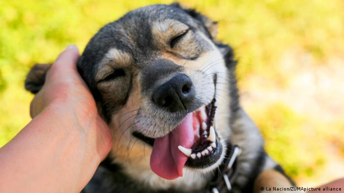 Dogs get teary eyed when reunited with owner, says study