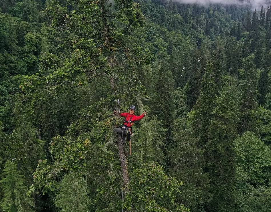 China's tallest tree measured at 83.4 meters