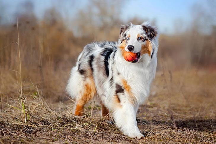 Cost of living: Why more Australians are giving up their pets