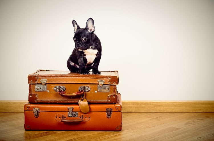 Traveling with a pet: rules for importing animals into Europe