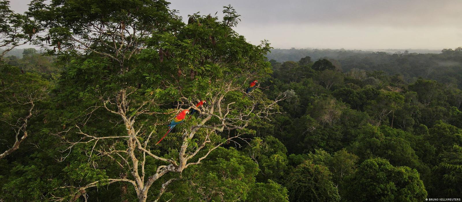 Germany wants to revive fund to save Amazon rainforest