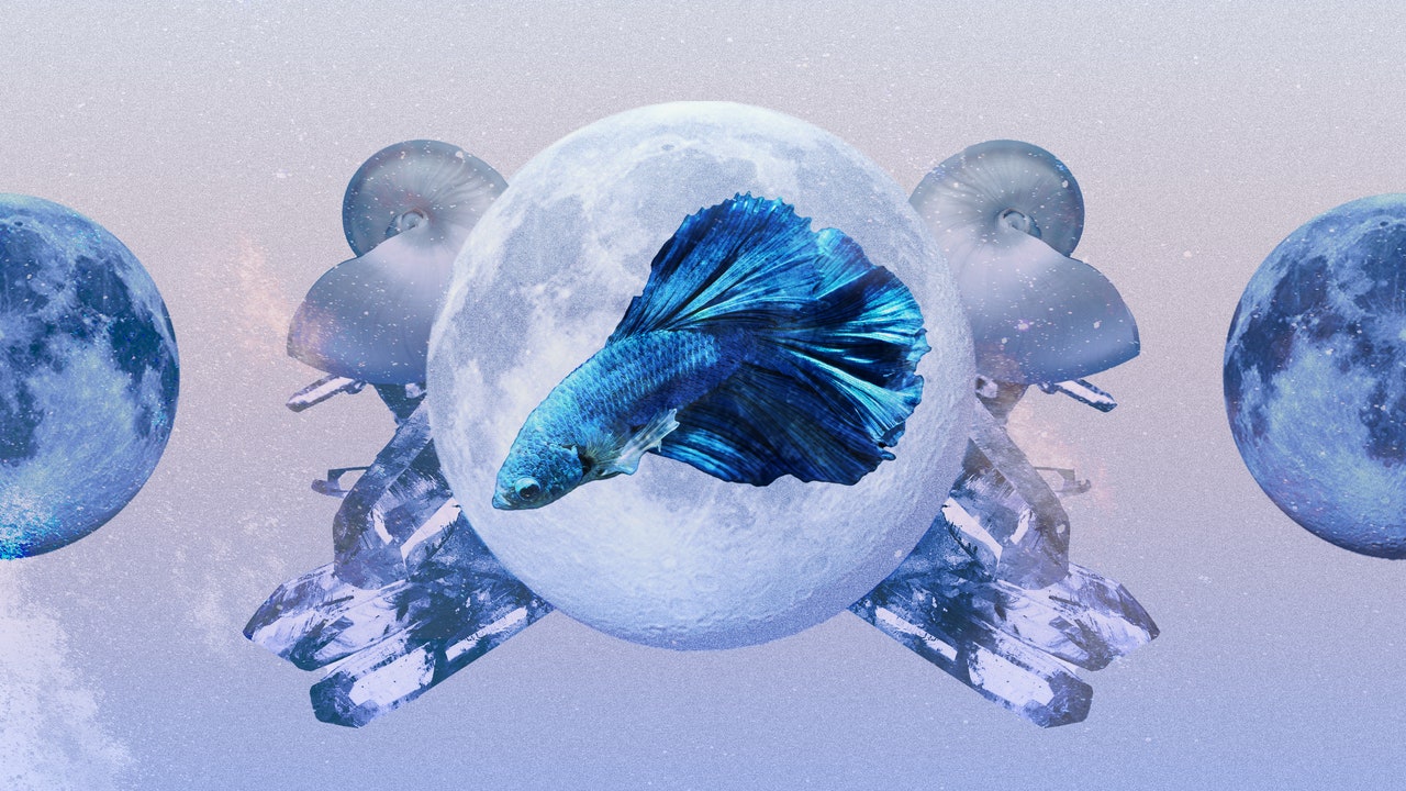 Your February 2023 Monthly Horoscope Predictions Are Here
