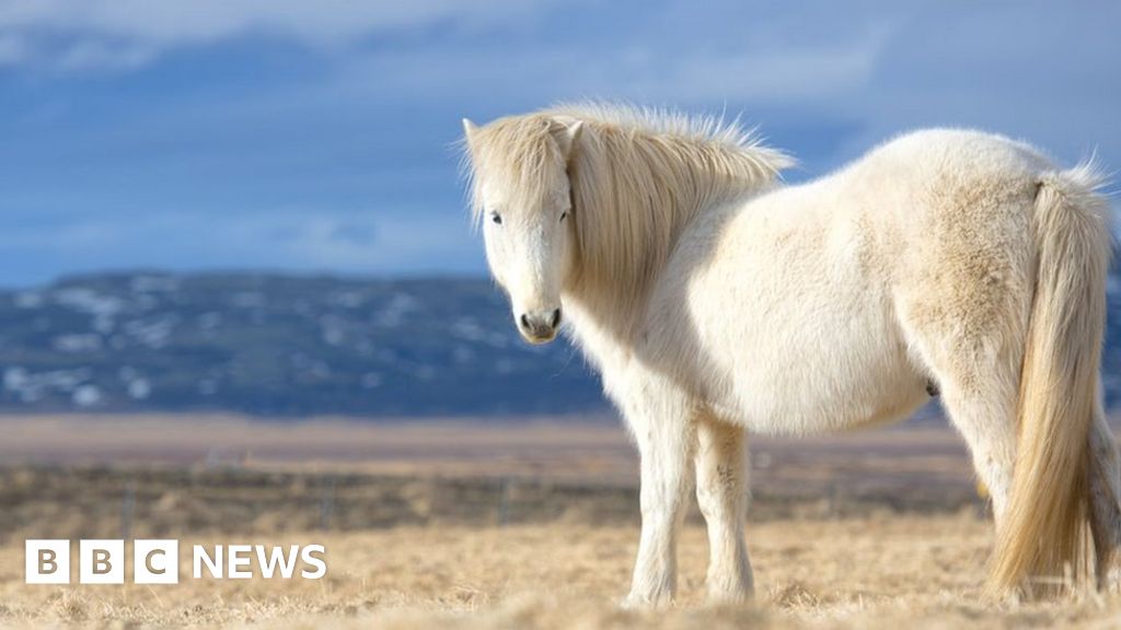Horses and dogs sailed with Vikings to Britain, say scientists