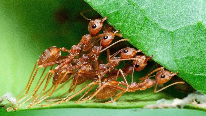 Biologists discover that ants can avoid traffic jams